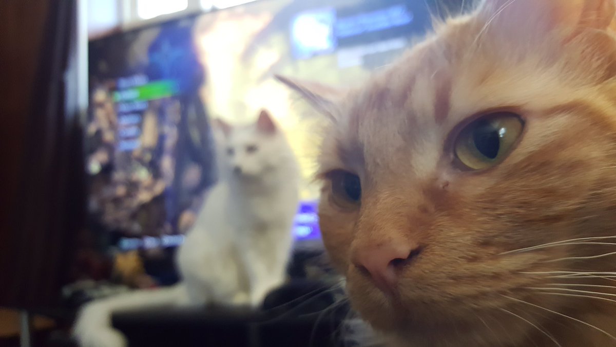 geekincarnate's tweet photo. This pic so encapsulates my gaming experience. At least the orange one isn’t attacking the Odagoran #aww #gaming https://t.co/pmofSIHGqK