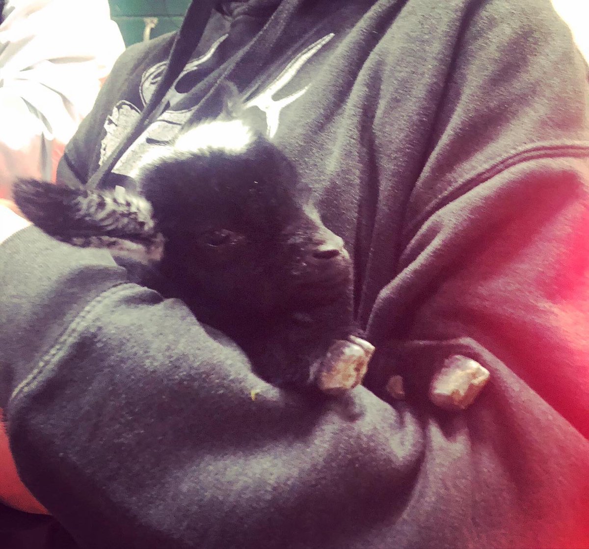 valley_ed's tweet photo. Itโs been an exciting start to the week with the arrival of 7 Nigerian Dwarf goat kids! @hvrhs #hvrhsffa #ctffa #aged #goatsofinstagram #GoatsMakeLifeBetter https://t.co/a04xBhx8yJ