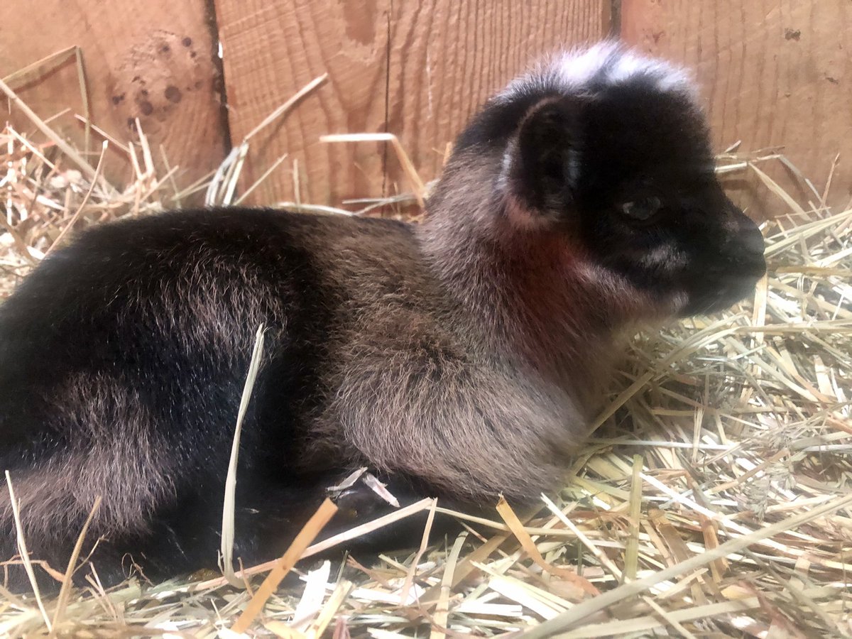 valley_ed's tweet photo. Itโs been an exciting start to the week with the arrival of 7 Nigerian Dwarf goat kids! @hvrhs #hvrhsffa #ctffa #aged #goatsofinstagram #GoatsMakeLifeBetter https://t.co/a04xBhx8yJ