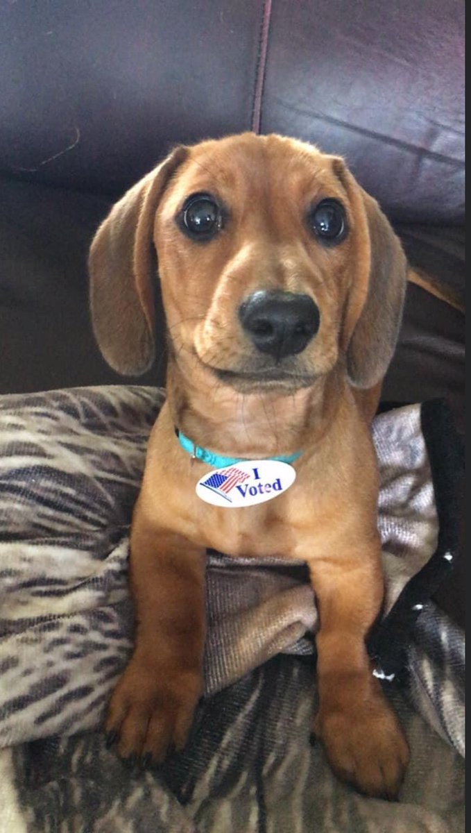 BoschDachshund's tweet photo. I’m pooped after voting for a local election for the animal shelter. No better place then wrapped around mom. 😴🐶 #VotingDog #Dachshund #Doggy #Puppy #Dog #Pup #Spoiled #SpoiledPuppyDog https://t.co/IDiE9JKQcU