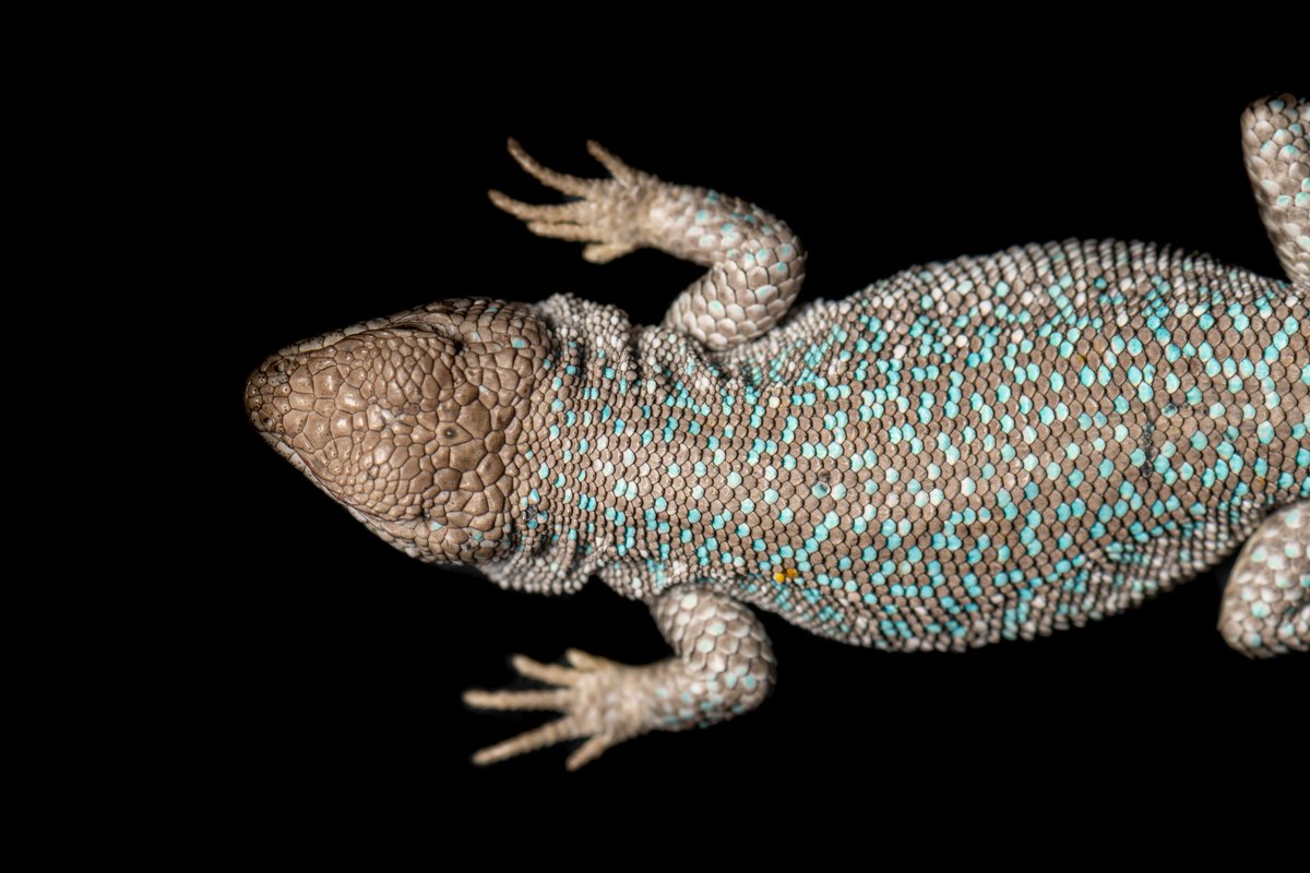 aaronjosue21's tweet photo. Liolaemus yarabamba #liolaemus #liolaemidae #sauria #squamata #reptile #Yarabamba #Arequipa #Peru https://t.co/alYFZDZGo2