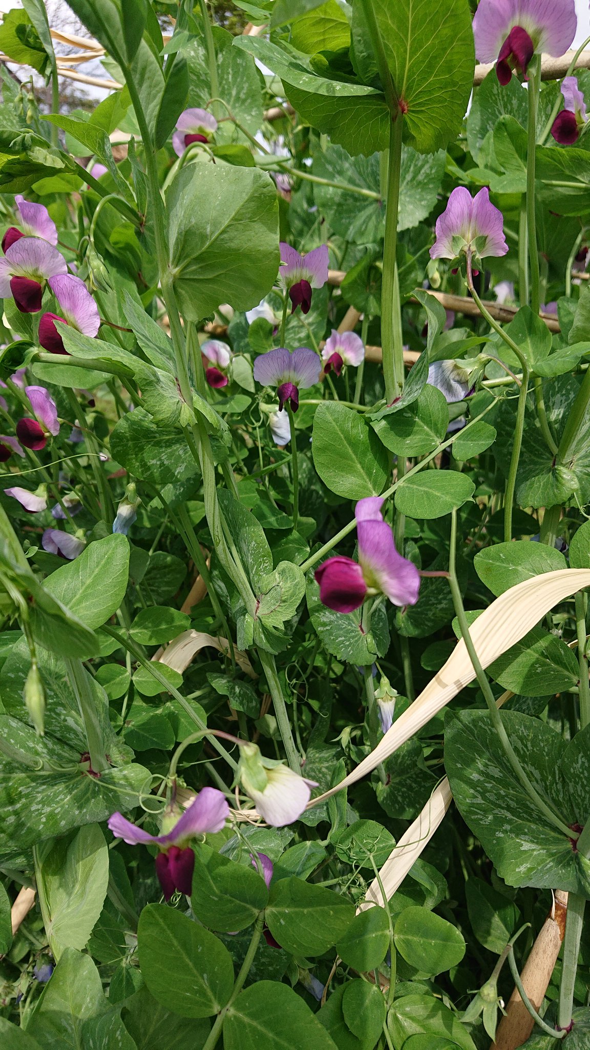 秋生 畑近くの家庭菜園のエンドウです 花が白くない 何で 聞いたら普通の絹さやとの事でした こっちが良かった 種はjaで買ったとの事でした そういえば Jaで買った事を忘れて使わなかった種がありました 赤花絹さや オーマイガー 期限は