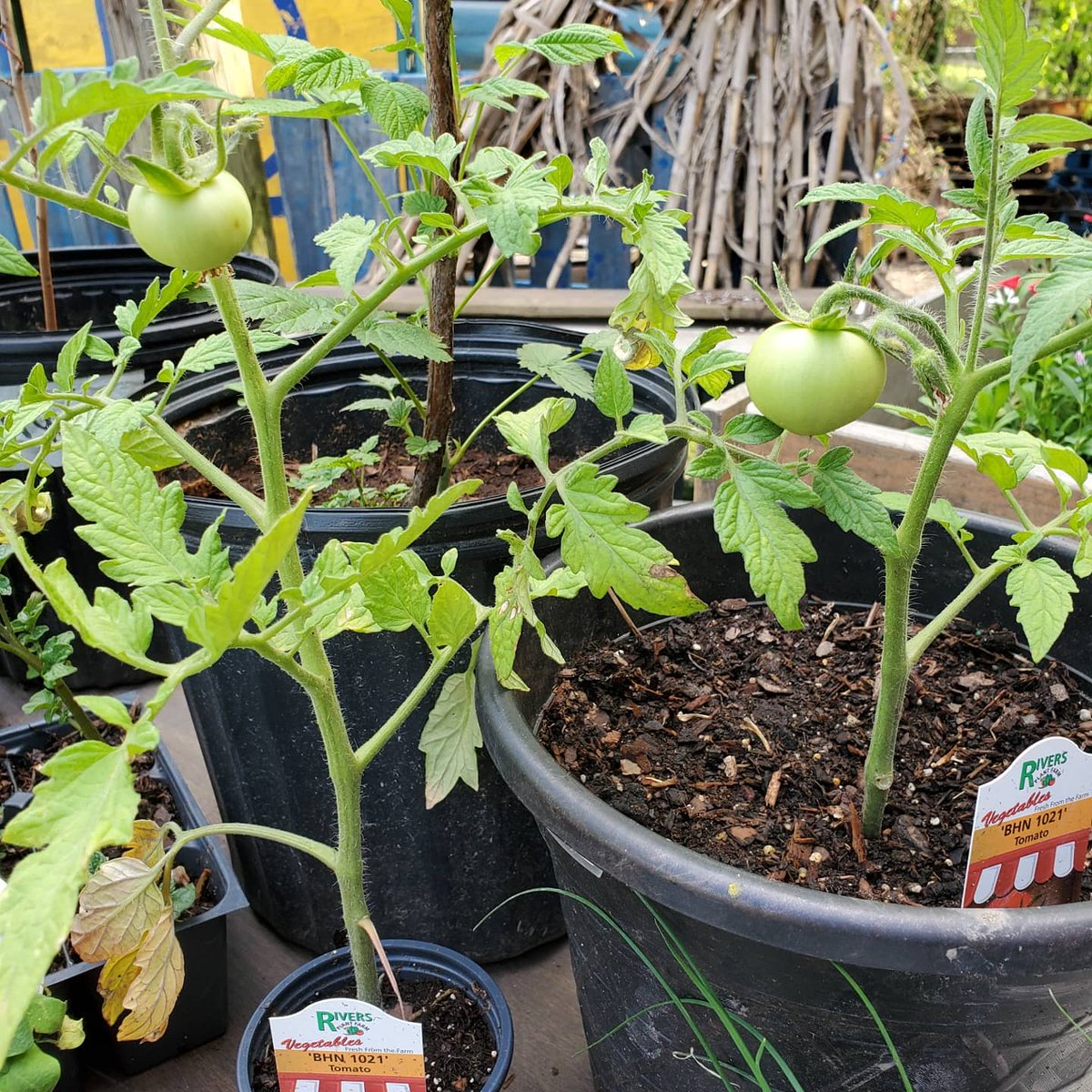 The Tomato Place (@TheTomatoPlace) / Posts / X