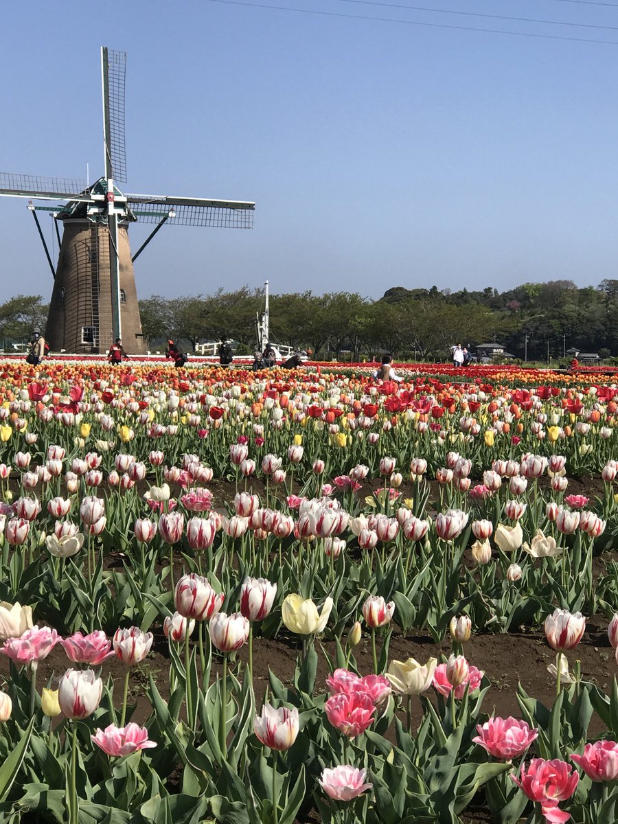 佐倉市 第33回 佐倉チューリップフェスタ 21 へ行ってきました チューリップ編 号外net 佐倉市 四街道市 八街市