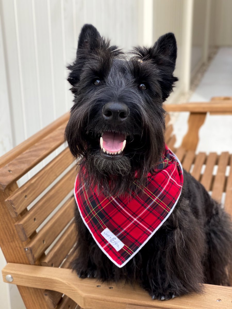 Today is #NationalTartanDay which celebrates all the people (and good dogs) with Scottish heritage. Sounds like a great day to bring out the tartan bandana. 
#tartanday #dog