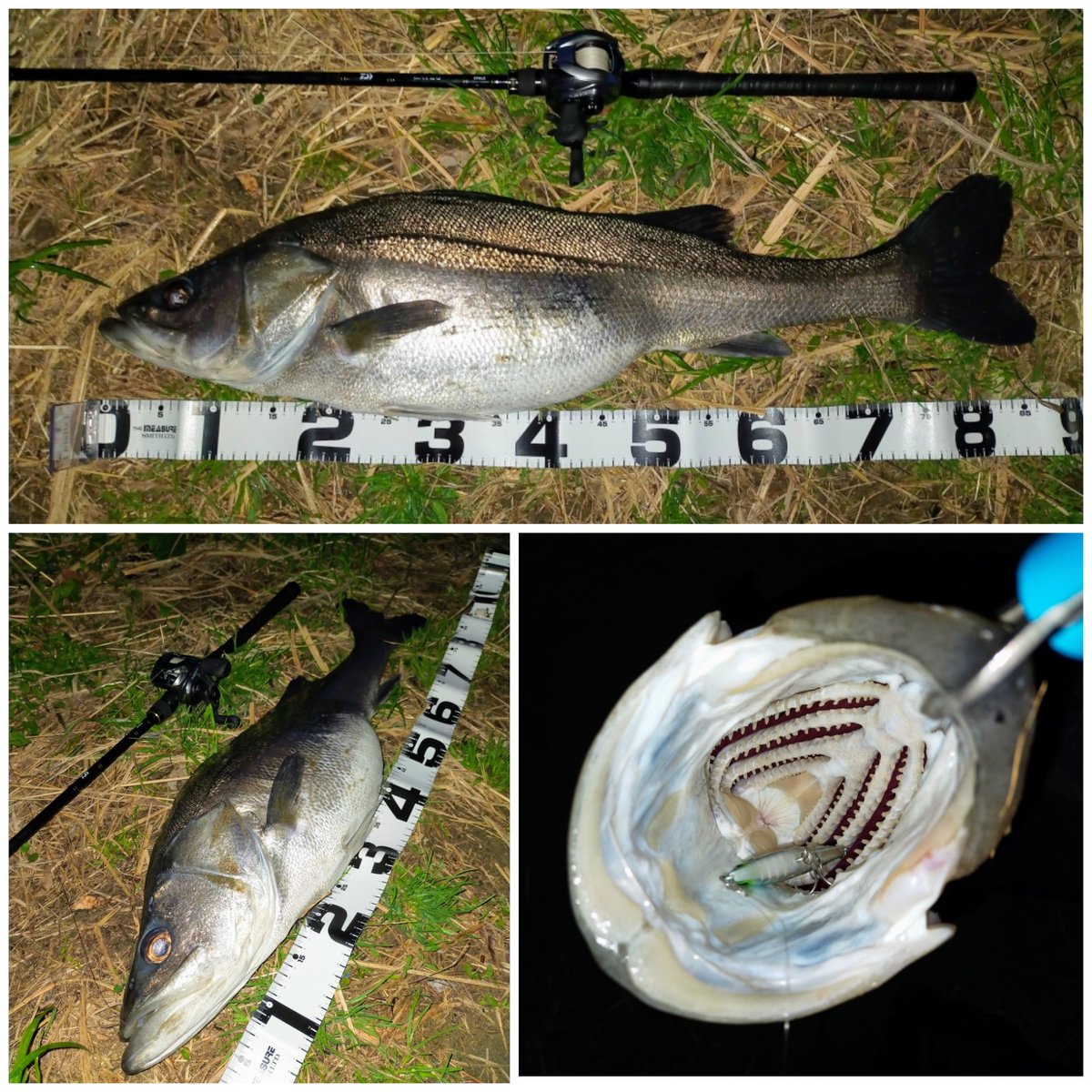 多摩川シーバス