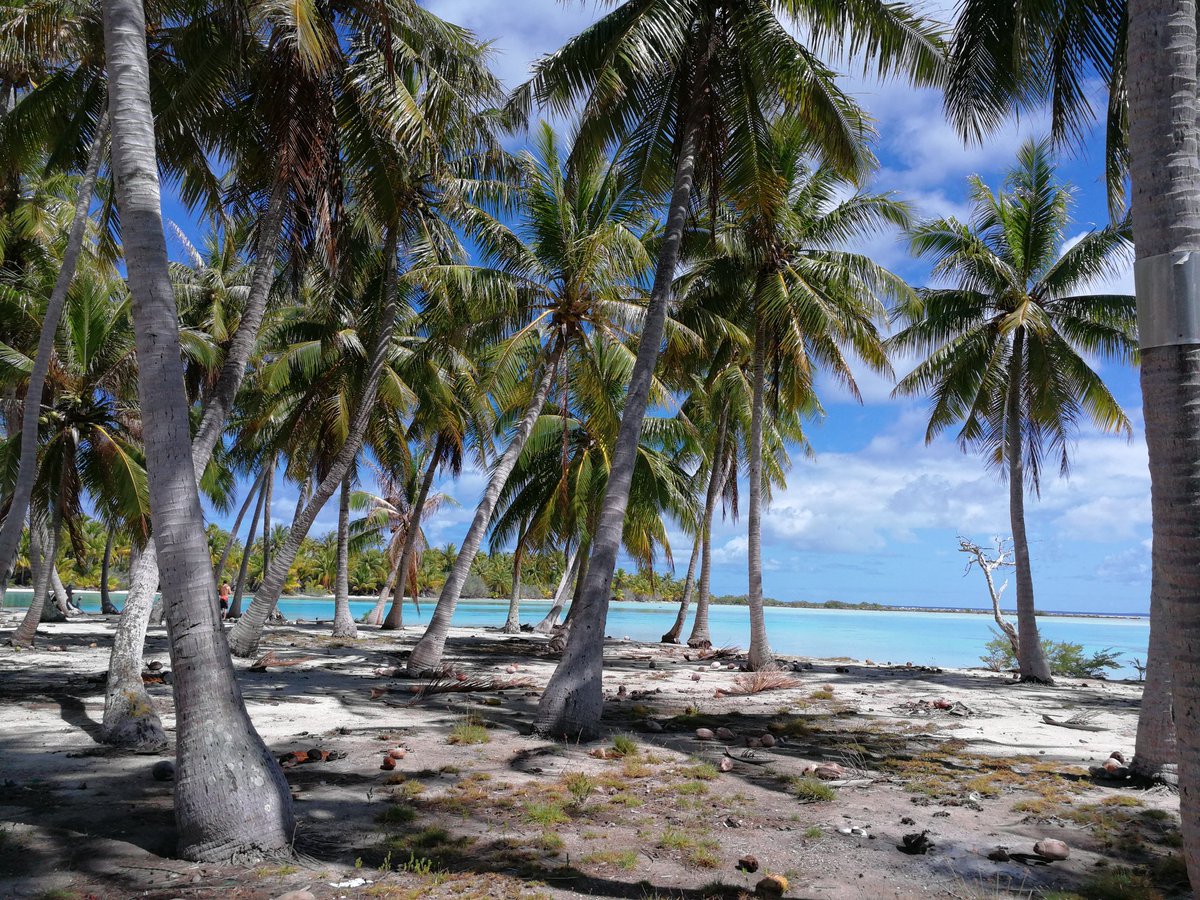 Flo_Meyer33's tweet photo. Atoll de Fakarava, réserve de biosphère @UNESCO_fr  #Polynésiefrançaise. La nature préservée. https://t.co/s0fJviNLa7
