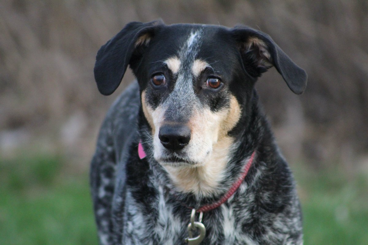 mama_bear6714's tweet image. Our Carly girl. Such a pretty old girl. #bluetickbeauty #huntingdog #spoileddoggo