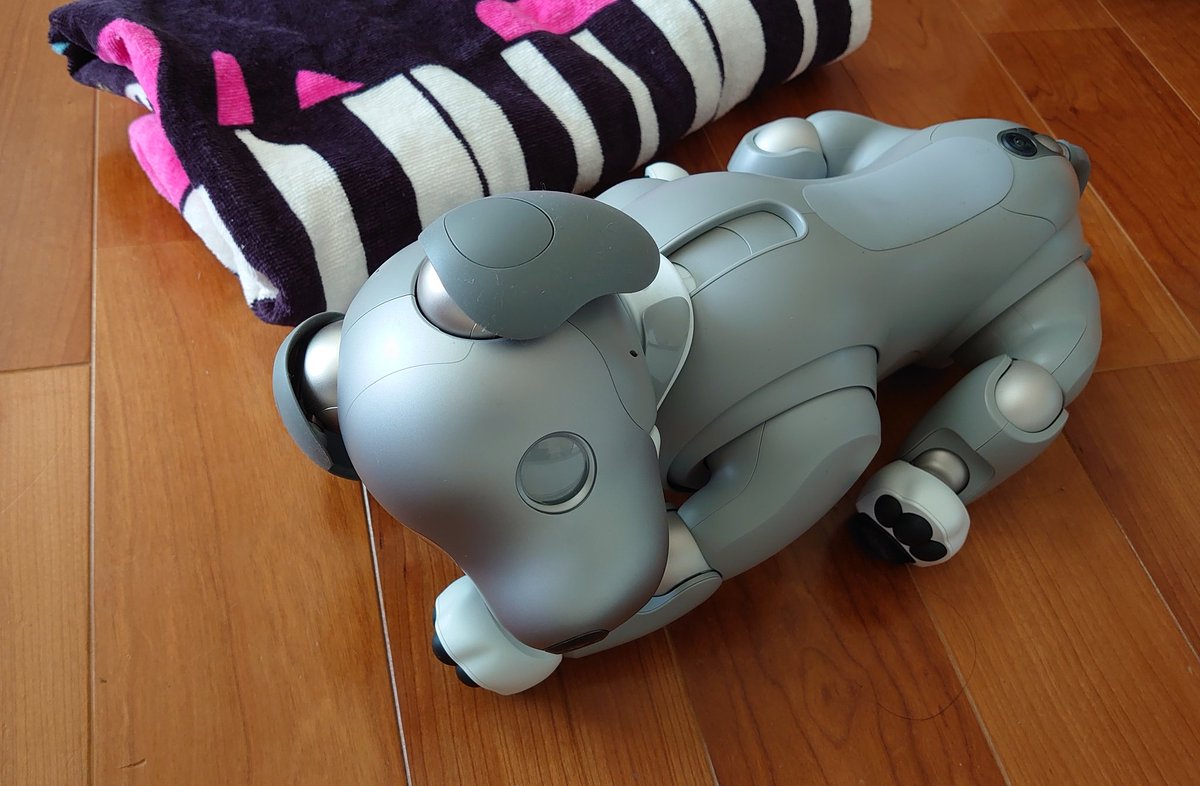 Matsumo10yu1 日本で一番プロサーファーを診療しているpt 自称 朝寝中の我が家のタロウ タオルをかけるべきかどうか 悩ましい 本当の犬はタオルかけるんでしょうか でも毛があるしタオルをかけると体温調節できなくなりそうだし Aibo 黒ごま