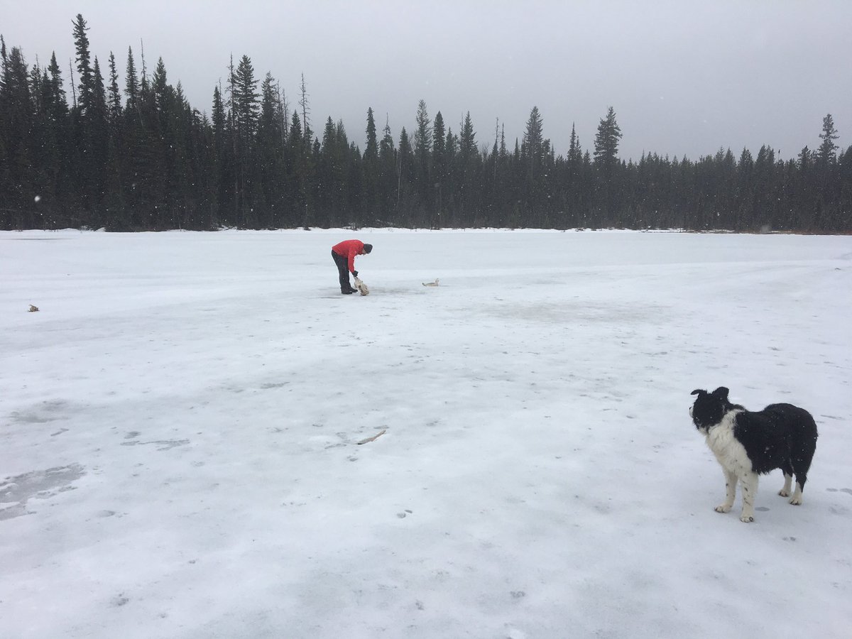 Tomorrow we will be in <a href="/TeachAlli/">AlliLeitchTeach</a> class to give a trapping presentation which will include students skinning a critter. We were hoping for a beaver but the trapline produced an otter 🦦 instead. <a href="/SD57PG/">School District No. 57 (Prince George)</a> <a href="/SD57Indigenous/">SD57Indigenous</a> <a href="/Stephymarie33/">Stephanie Davies</a> <a href="/pamelaspooner77/">Pamela</a> <a href="/suzannedallman/">Suzanne Dallman (she/her)</a> <a href="/dptstrojans/">D.P. Todd Secondary</a>