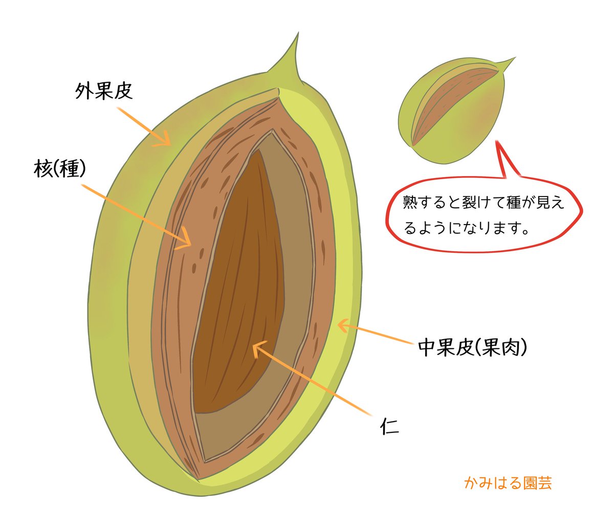 かみはる園芸 アーモンドの実が付き初めました 仁 と呼ばれる種の中身を食用としています 桃や梅と近縁種のサクラ属で 似たような形をしていますが桃等とは異なり 細長い楕円形のような形に成長します 3枚目が桃 アーモンド 苗木 イラスト