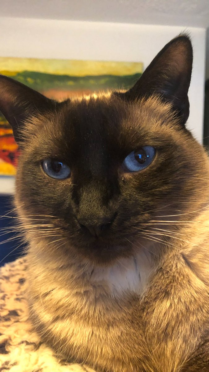 Happy International Siamese Cat Day! https://t.co/gbrABRdtdH