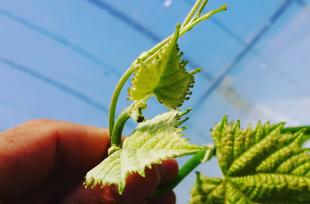 Gear Farm 島根県雲南市のぶどう農園 シャインマスカット 天気の良い日が続いていますね 晴れた日の朝8時半には もうハウス内が30 を超えるので毎日汗だくです 今日はシャインマスカットの摘心をしています 葉っぱを9枚残して先端の成長点を取る