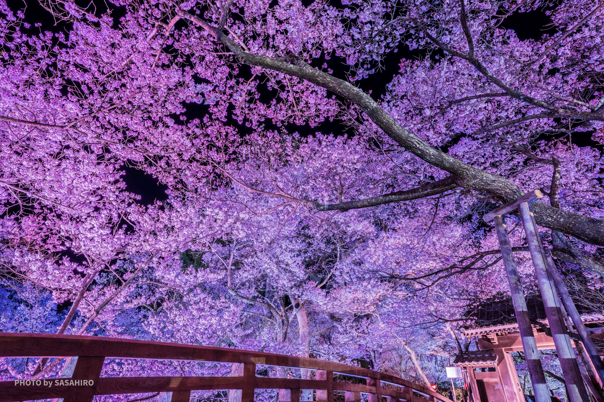 桜雲橋 Twitter Search Twitter