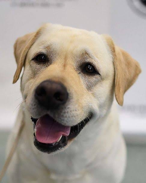 Labrador Retriever Dogs Lovers🇺🇸 tweet media