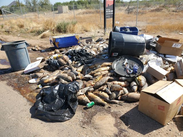 abc15's tweet photo. Police are looking into at least 1,000 pounds of fish dumped on the side of the road near 15th Ave and Pinnacle Peak believed to be from a recent spearfishing event: https://t.co/H5oVu0Rc5o #abc15 https://t.co/6MLQBWf2Qz