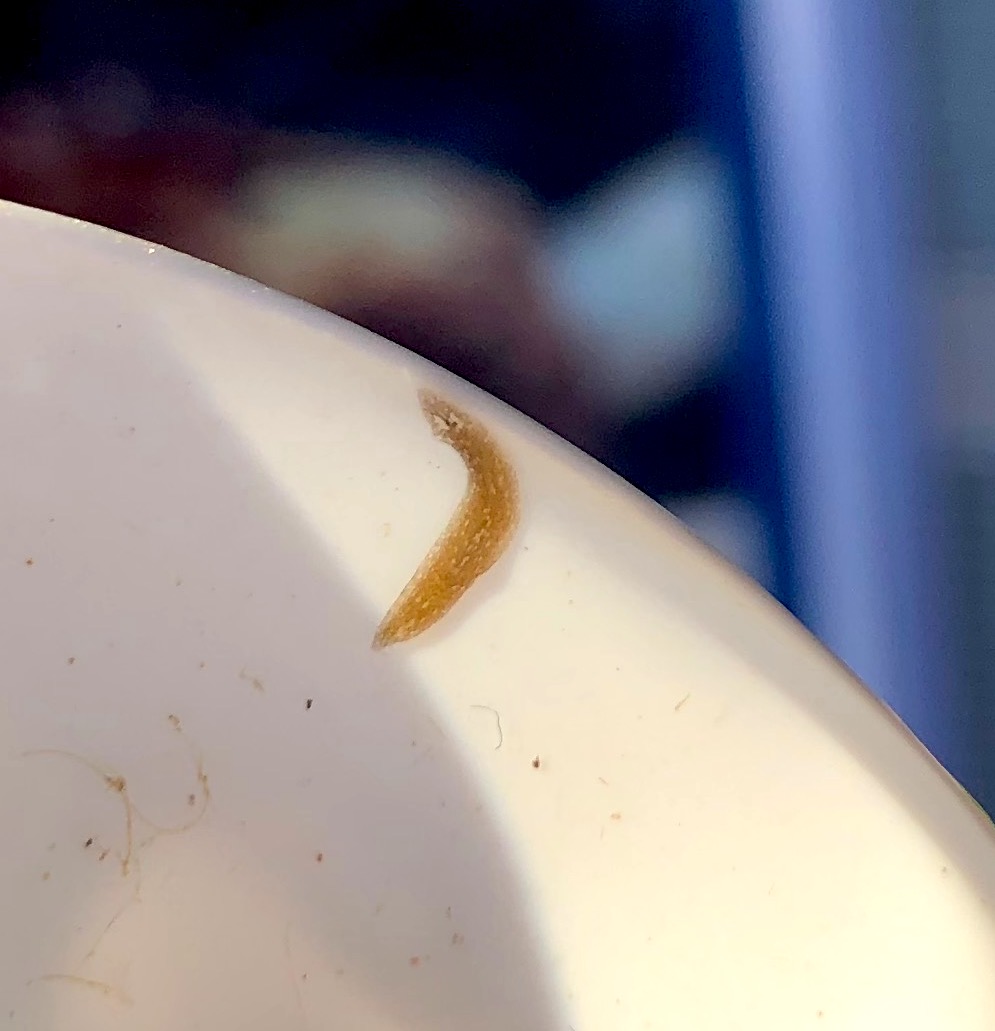 Waterbug Wednesday....who am I?

Use #thewaterbugapp to identify this little critter - slides along pretty flat!

#waterbugblitz #citizenscience #aquatic #macroinvertebrates #taxonomy #aquatichealth #australia #citizensciencemonth