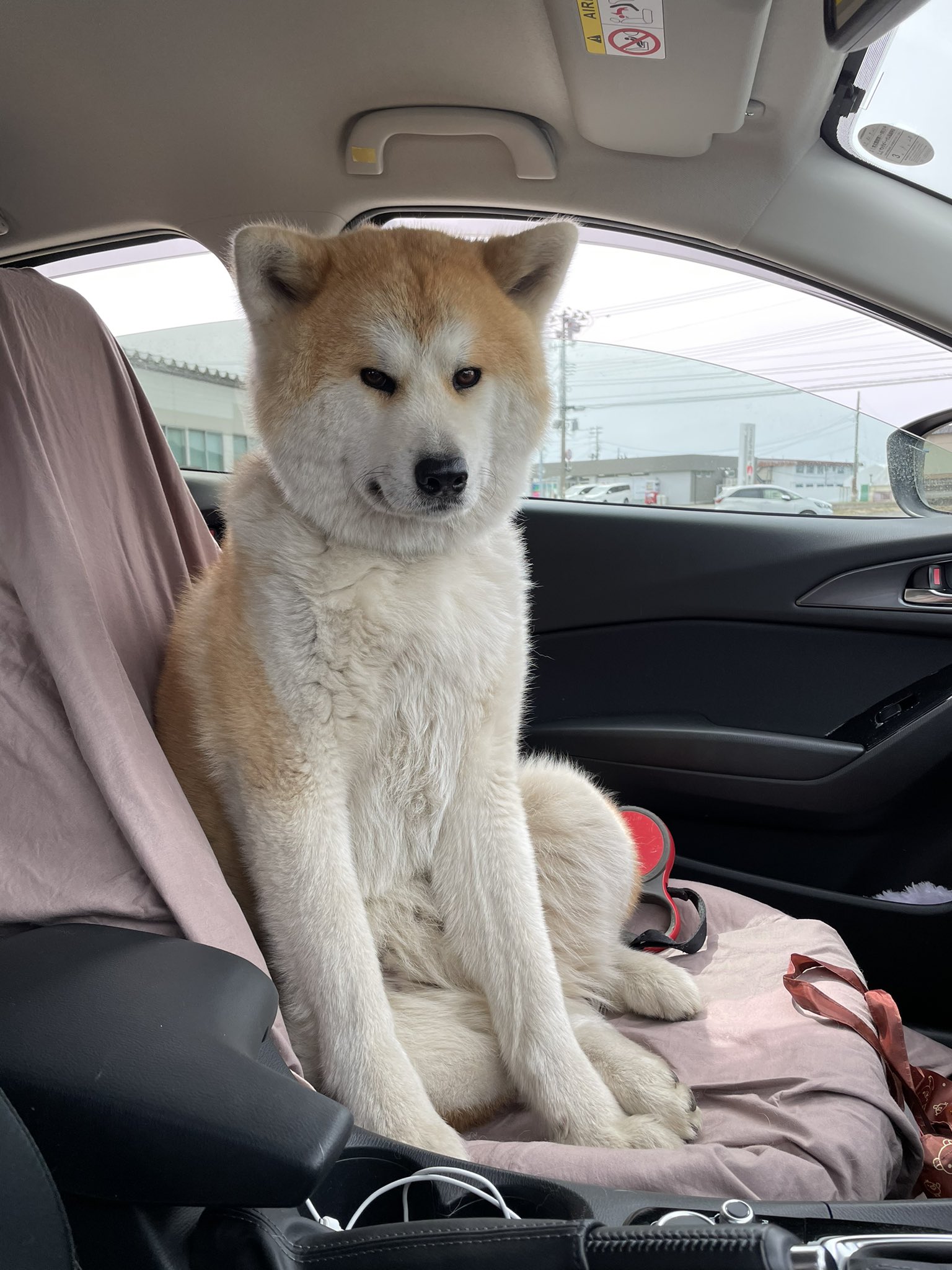 秋田犬のまる 病院帰り助手席で拗ねるまる 秋田犬 T Co Wgviqgp1pm Twitter 秋田犬のまる 病院帰り助手席で拗ねるまる 秋田犬 T Co Wgviqgp1pm Twitter