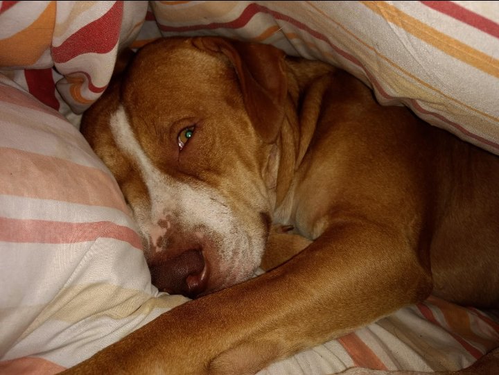 fflorlynch's tweet image. Mira lo que tengo abajo de las sabanas..