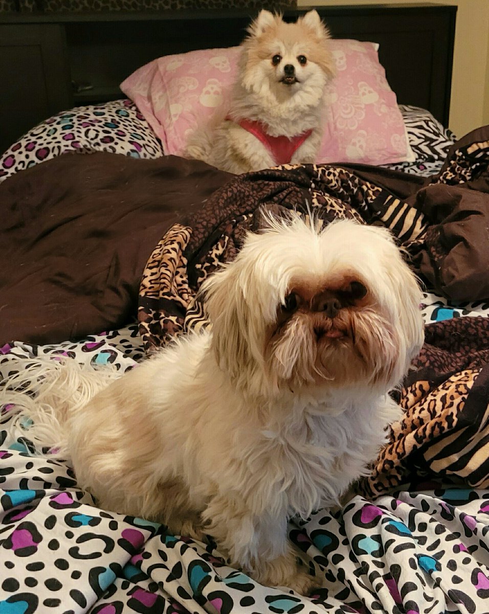 GingerJosephine's tweet photo. Beautiful bitches! #lovemygirls #animalsoverhumans https://t.co/rpHrvBY1hl