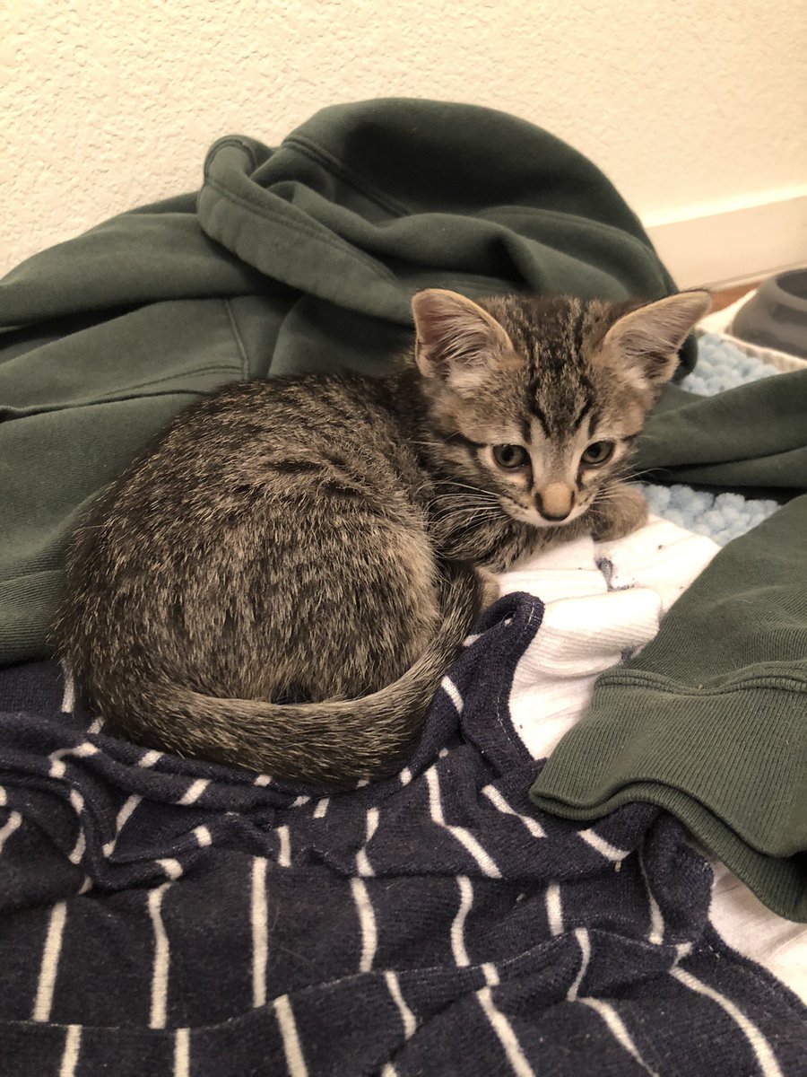 hey i found this little beast in the stopcorn wrappers, is it sufficient cuddling material