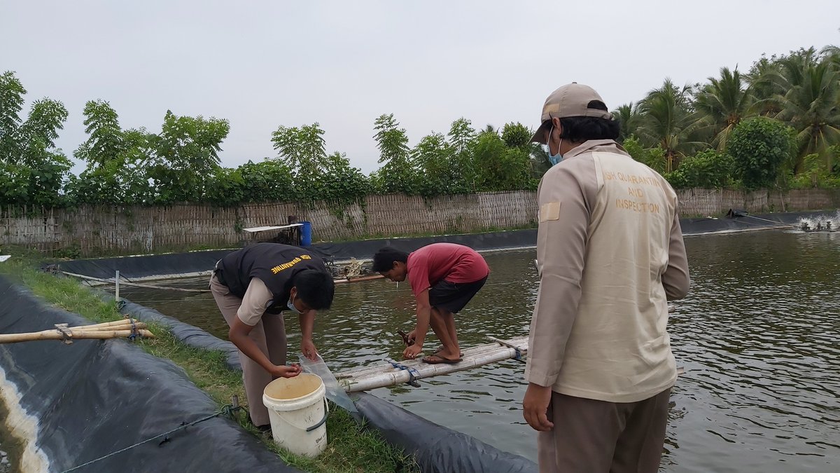 Ayyuandari's tweet photo. #aksiluhkanjembrana Selasa, 6 April 2021, Fasilitasi pengambilan sampel udang vanamei terkait pemantauan HPIK bersama Tim Pemantauan Balai KIPM dan luhkan PNS Suyadi, di Kec. Negara, Kab. Jembrana, Bali.
@puslatluhkp @RISET_GONDOL @brsdm_kp @ipkani_jembrana https://t.co/5qh0CiIyS9