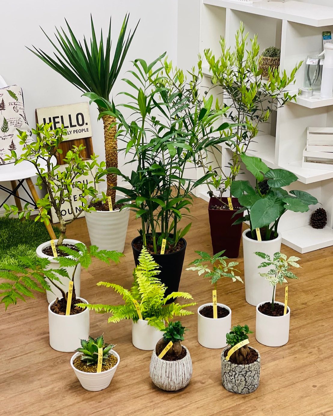 観葉植物のお店 E Ran 3月29日入荷の植物達です アセロラ オリーブ ひなかぜ ユッカ アロイフォリア セフリジヤシ クワズイモ ガジュマル チタノタ レッドキャットウィーズル ボストンファン 斑入り ヒカゲヘゴ ミルキーウェイ 観葉植物専門店e Ran