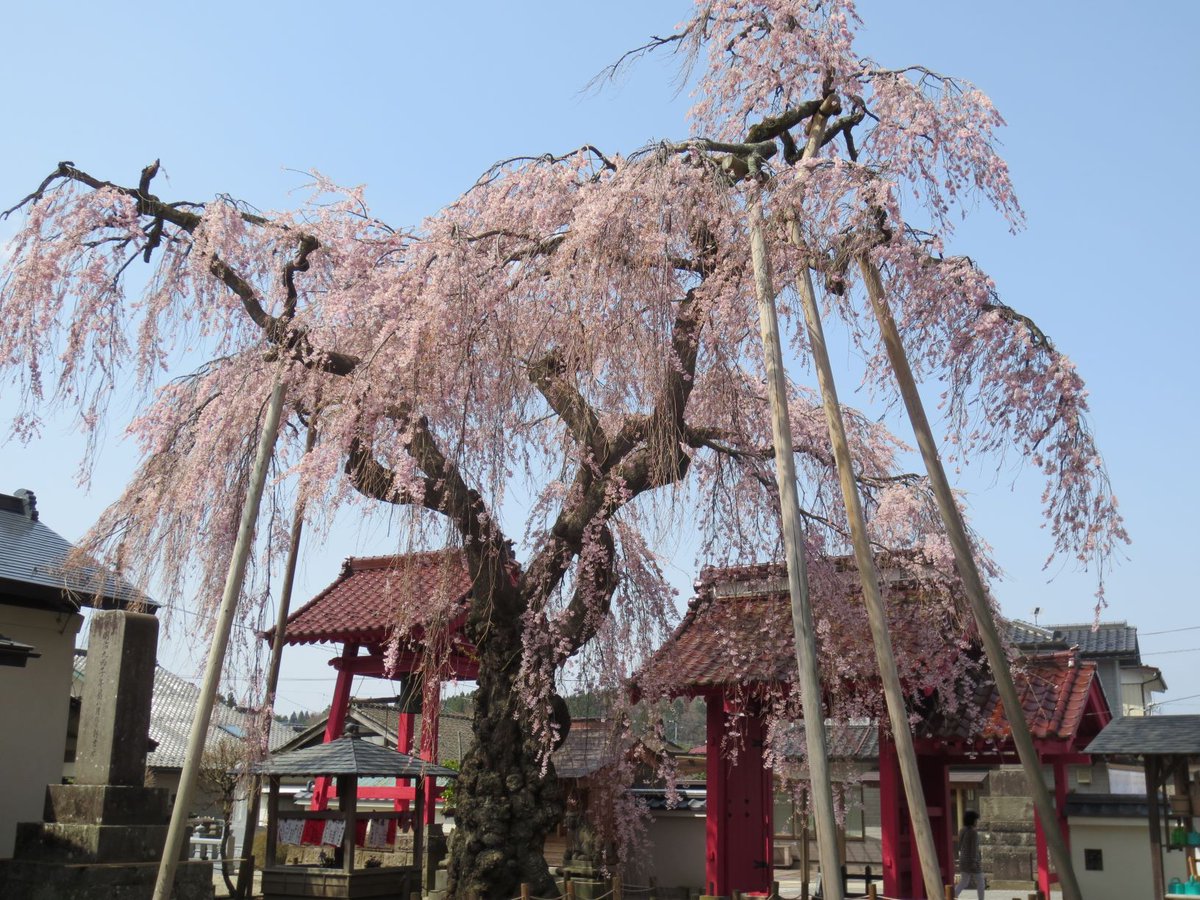 jyskc956's tweet photo. 福島県白河市
乙姫桜
2021.4 https://t.co/zimVH5aqrp