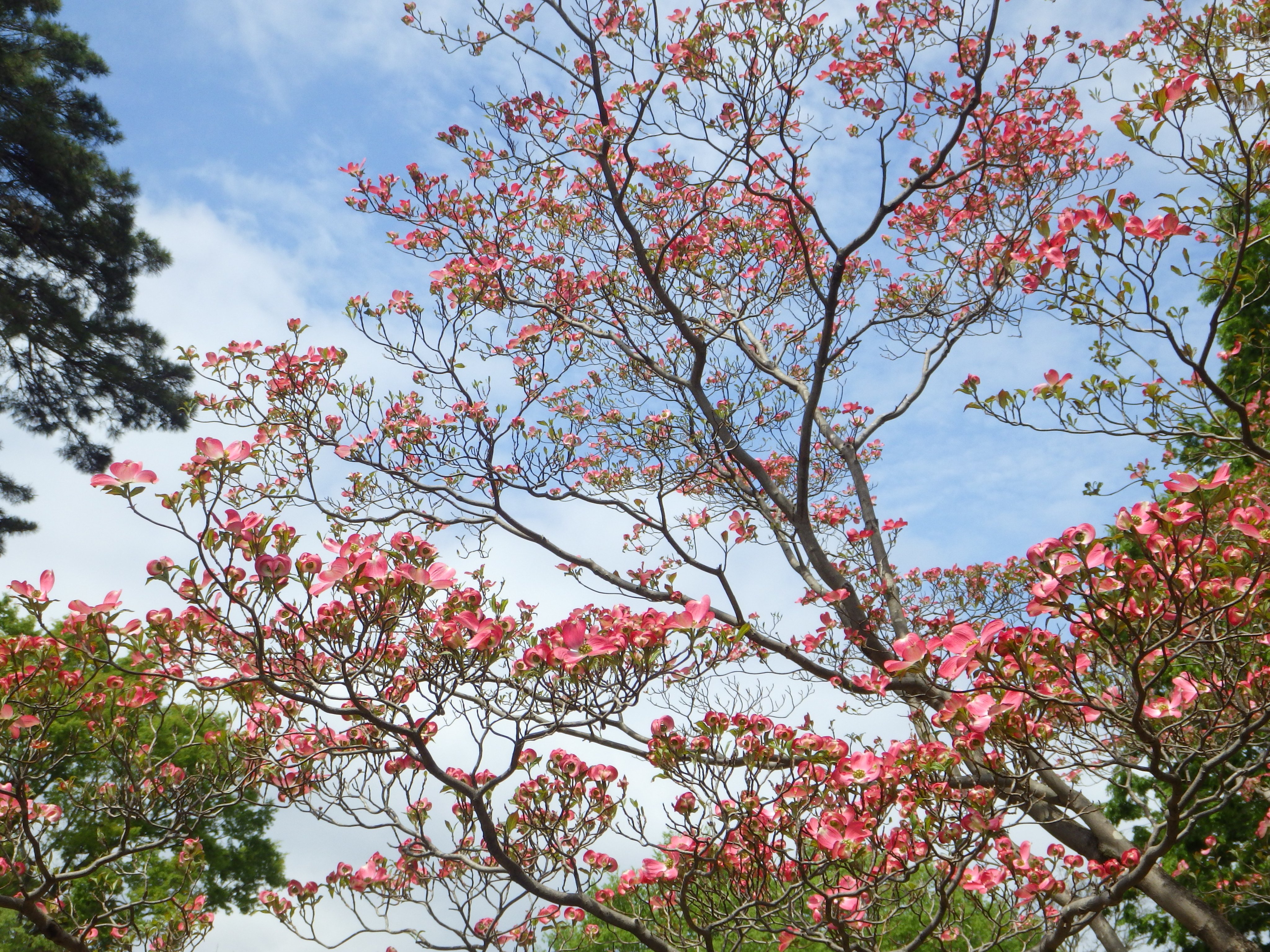 井の頭自然文化園 公式 園内のハナミズキも満開です ハナミズキは庭木や街路樹としても非常に人気がありますが 元々は桜のお礼としてアメリカから日本へ贈られてきた樹木です 園内では紅白ともに咲いていて 白ハナミズキは場所により サトザクラの