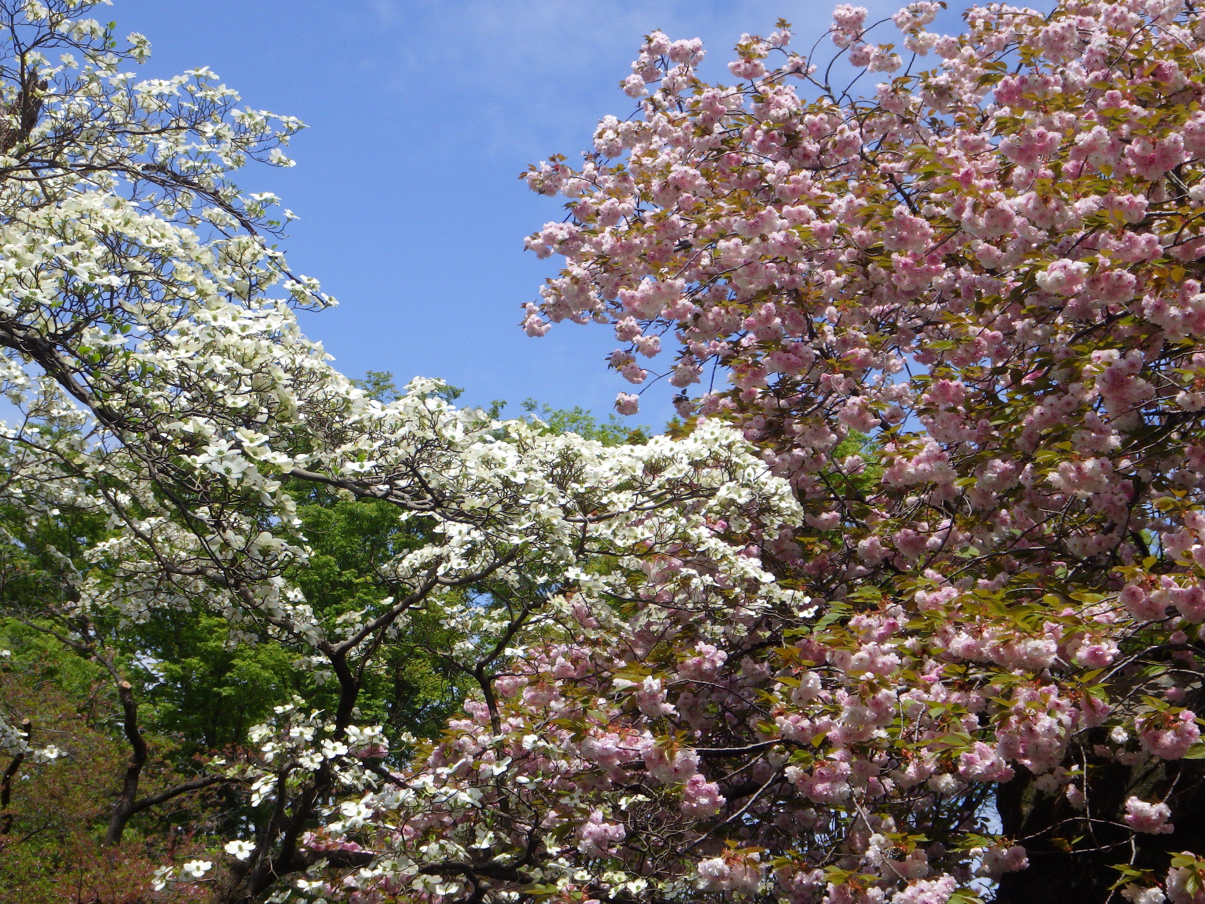 井の頭自然文化園 公式 園内のハナミズキも満開です ハナミズキは庭木や街路樹としても非常に人気がありますが 元々は桜のお礼としてアメリカから日本へ贈られてきた樹木です 園内では紅白ともに咲いていて 白ハナミズキは場所により サトザクラの