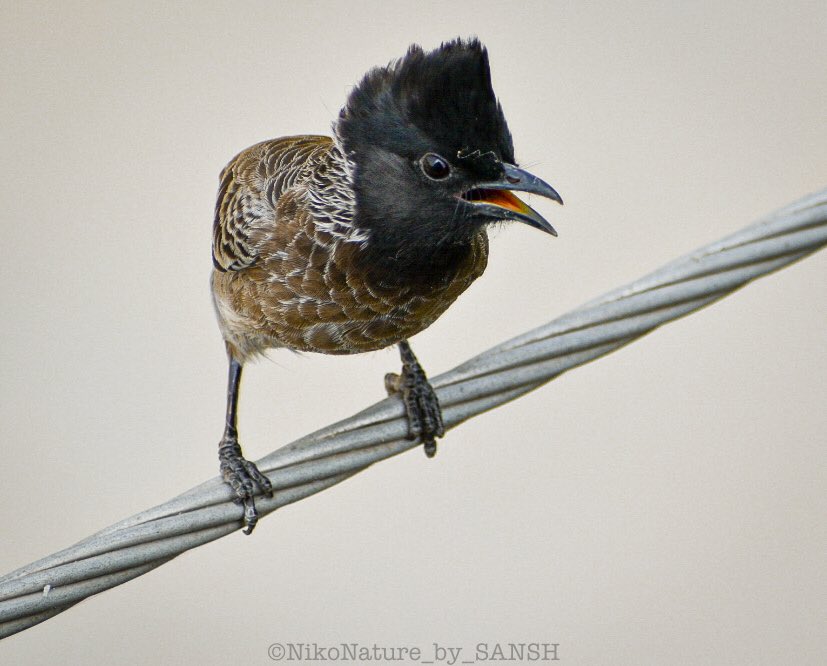 #redventedbulbul #closeup #BirdsSeenIn2021 #birdwatching #bulbul #birding #birdphotography #photographersofindia #BirdTwitter #bird #birdlovers #delhincr #nikonphotography #nikon @NikonIndia @BirdWatchingMy