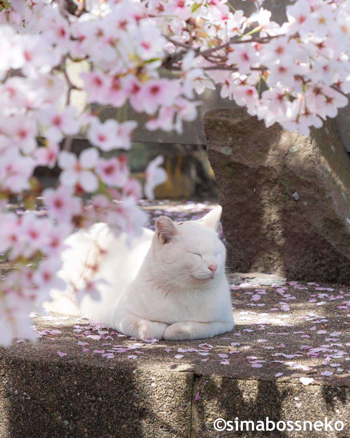No.1882 ジャンピング猫 カラフル桜