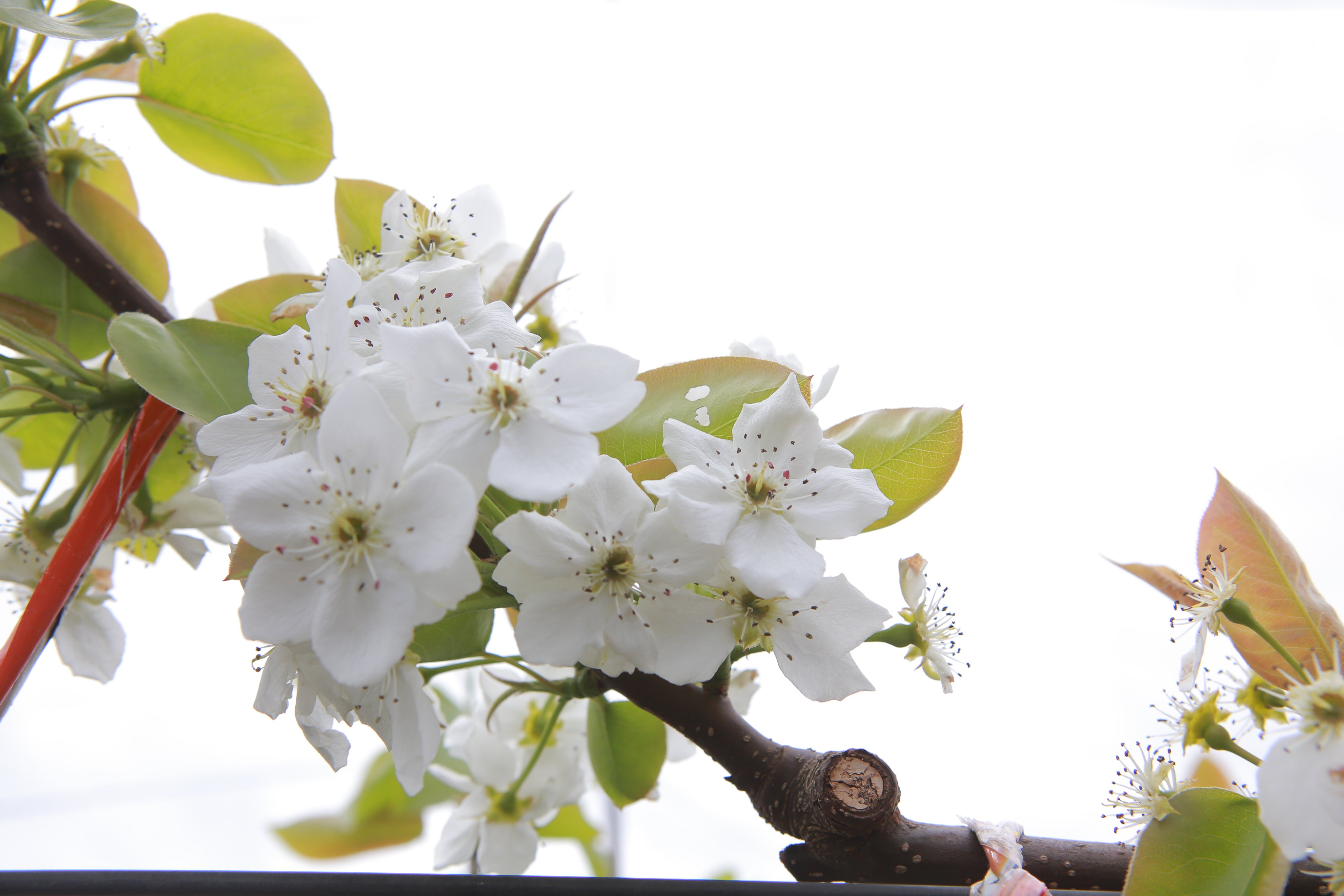 市川市 4月は桜の季節で有名ですが 市川市の特産である梨の花も満開を迎えています 梨の花 には たくさん実る果実がまるでお礼をしているようだということから 和やかな愛情 情愛 なぐさめ という花言葉があるそうです 梨農家の方々の努力に