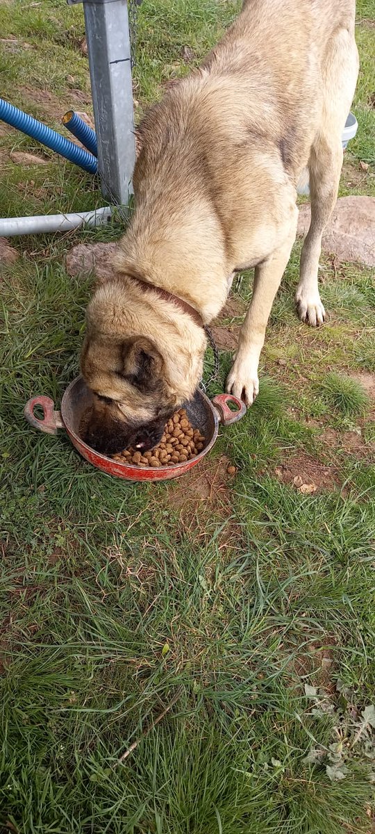 Besleme yaparken daha cok cana ulasmamiz ve kurtarmamiz icin desteklerinizi bekliyoruz arkadaslar lutfen 15 kadar cana ev sahipligi yapmaktayiz bunlar sadece birkaci dagda yolda sabit besleme yaptiklarimizda cabasi bizi tek birakmayin LUTFEN