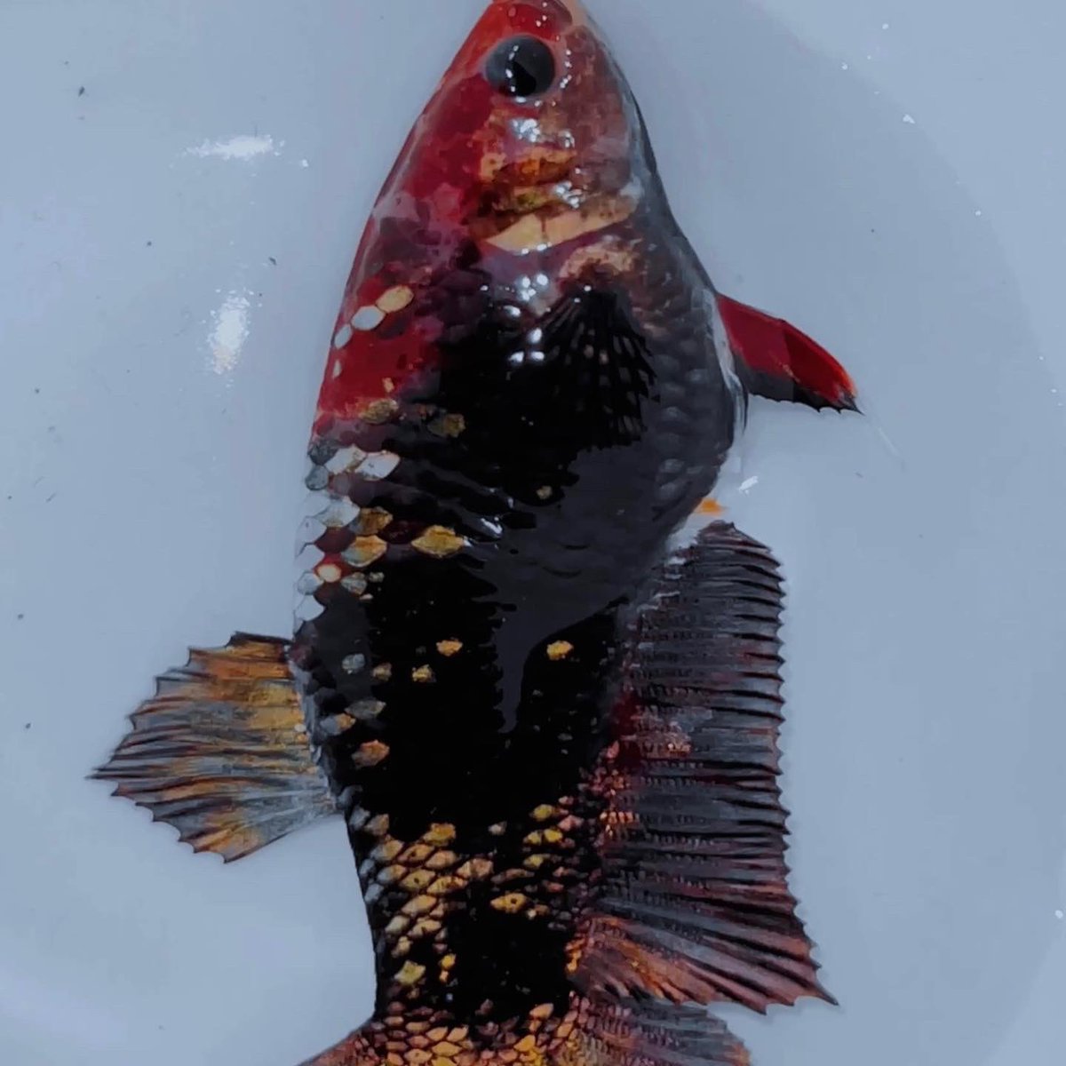 mousebetta0310's tweet photo. Móc cống được em đào mới 🤩🤩
✨✨✨✨✨
NFS
🚫🚫#Bettafish #betta #blackcopper https://t.co/j9iu2Ydprj