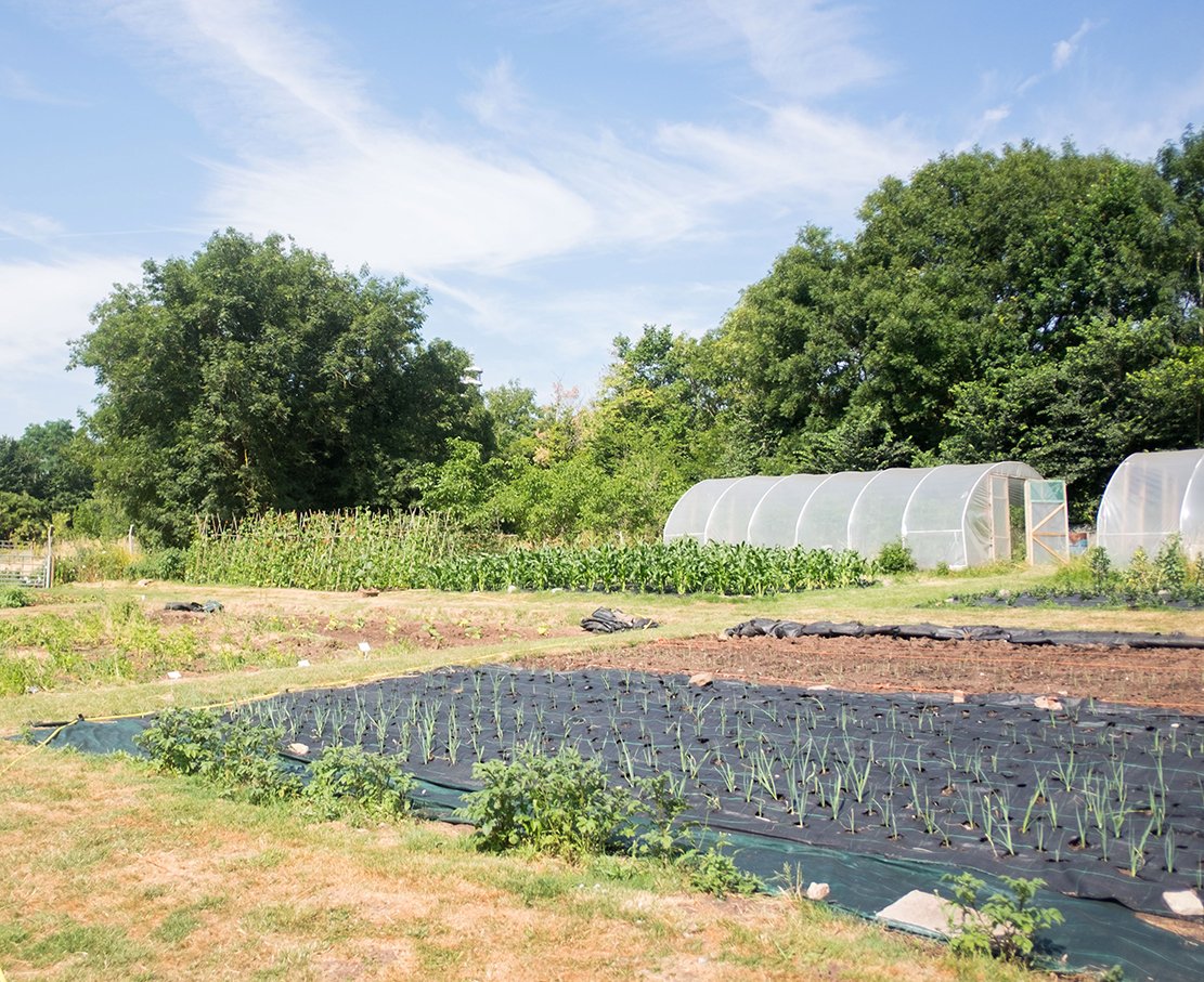 UKSustain's tweet image. A seasoned grower or looking to start work in #fringefarming? TONIGHT 6-8pm join the 1st @LandworkersUK peri-urban practitioner forum. Theme: &apos;Access to Land&apos; aiming to build farmer to farmer knowledge + input into local and national policy proposals tinyurl.com/3ufvjzd3