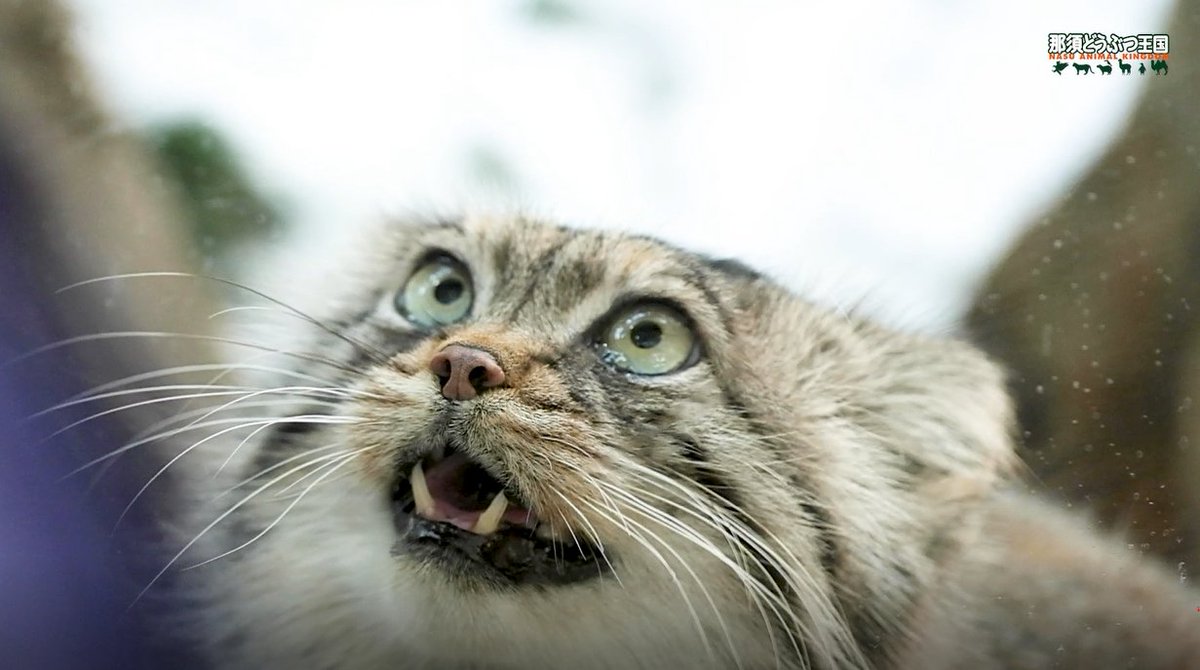nasu animal kingdom tweet media