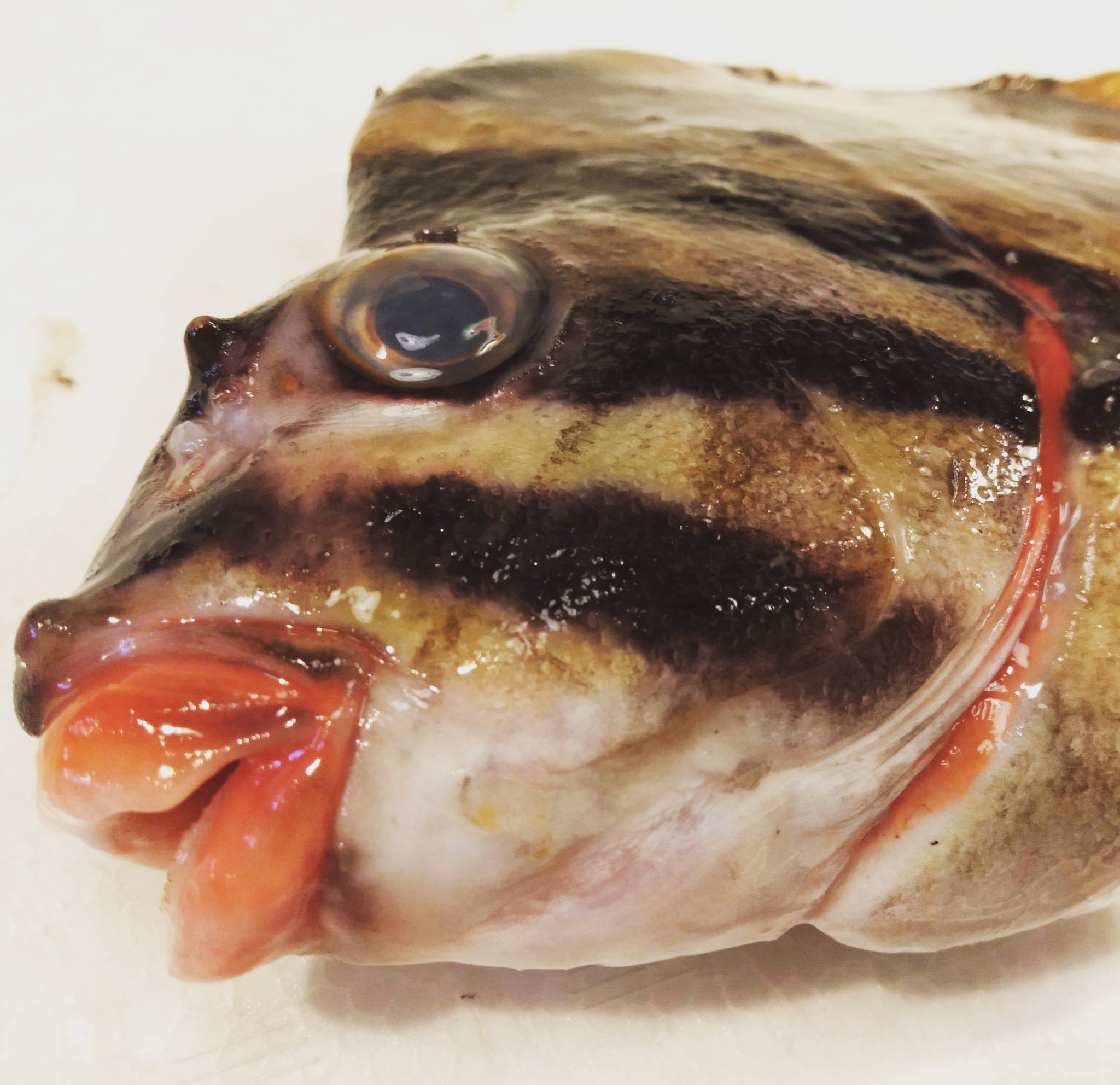漁港直送 創作さかな丼 ほらほら ご来店いただいた魚たち 美味しく戴くことはもちろん 個性を引き出す撮り方を心がけたい ほらほら 漁港直送 天然鮮魚 個性 撮り方 心がけ ミギマキ 色っぽい T Co Spsrxt6rbs Twitter