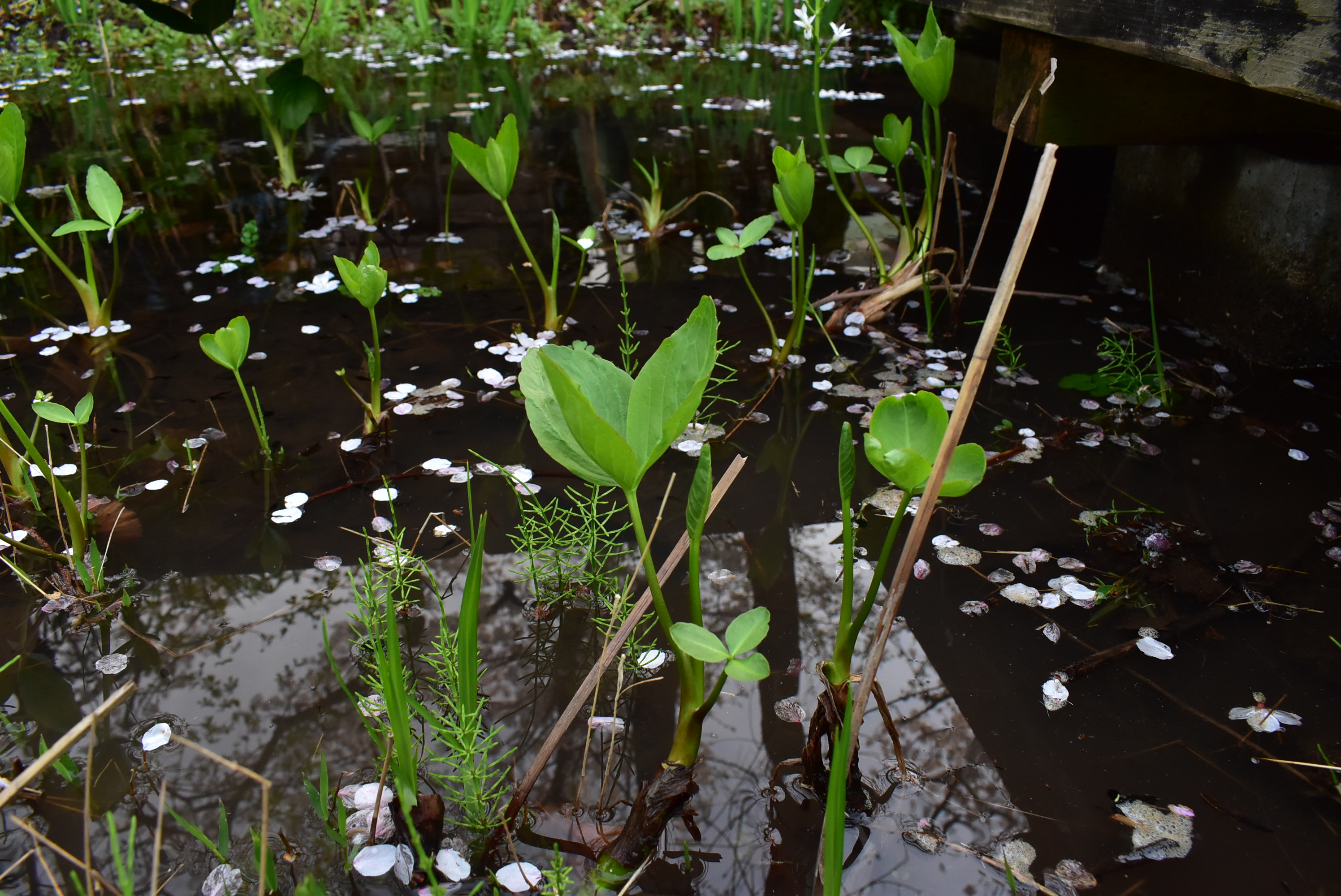 水研クリエイト株式会社 珍しい水生植物を発見 三槲 ミツガシワ です 荒川区の小学校ビオトープにて 水面から数十株伸びていました 50cm程度の水深を好み 3枚ある葉が柏の葉に似ていることが名前の由来だそう 尾瀬ケ原でも見れます なにより