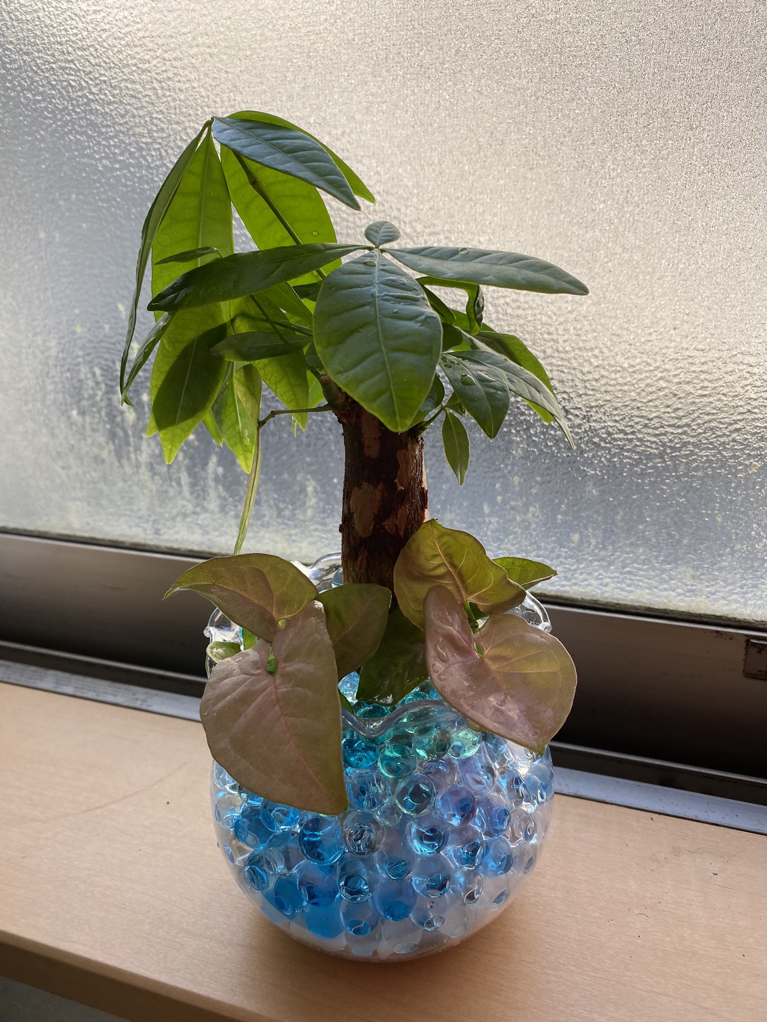 煌 Twitter पर 昨日に続きまたもジェルポリマーで観葉植物 今度は青色 背が高いのがパキラ 根元にあるのがシンゴニウム ジェルポリマーは見た目が爽やかで綺麗 園芸 園芸初心者 ジェルポリマー 観葉植物 パキラ シンゴニウム T Co Phlqudhrff