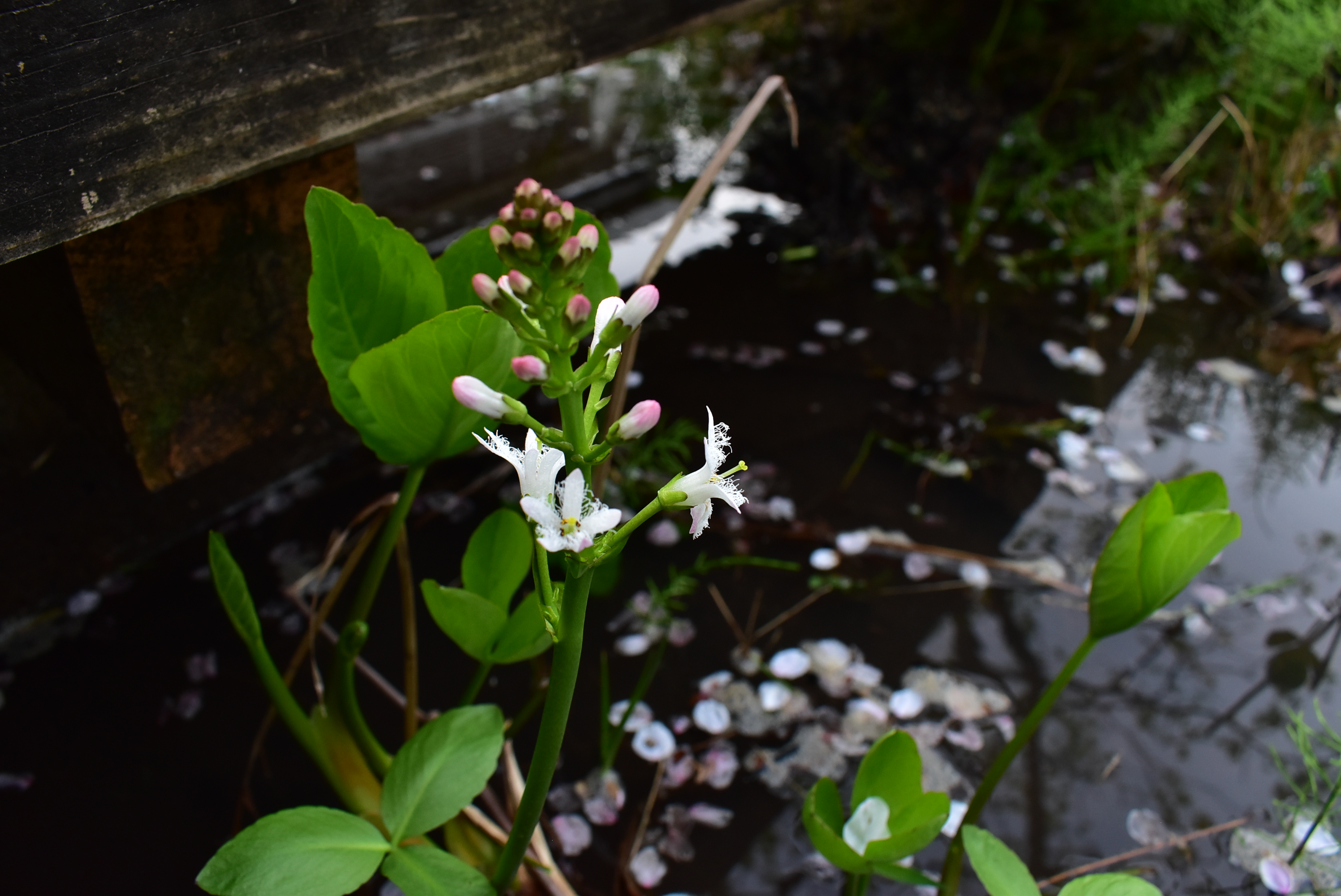 水研クリエイト株式会社 珍しい水生植物を発見 三槲 ミツガシワ です 荒川区の小学校ビオトープにて 水面から数十株伸びていました 50cm程度の水深を好み 3枚ある葉が柏の葉に似ていることが名前の由来だそう 尾瀬ケ原でも見れます なにより