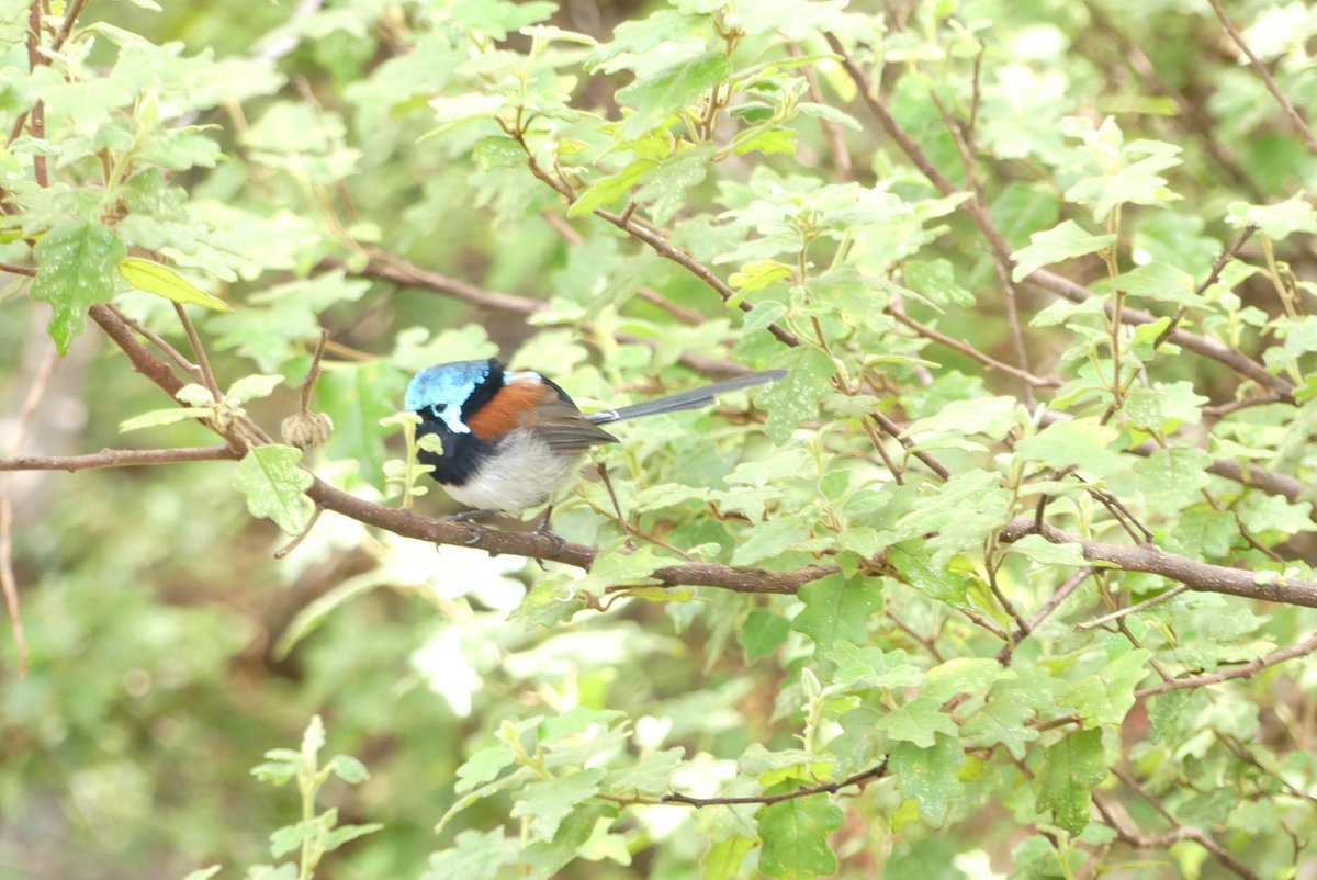 Wishing everyone another happy Wrensday Wednesday! 

This little guy is a Red-winged Fairy-wren. He was spotted hopping and fluttering about in the beautiful karri and tingle eucalypt forests surrounding Walpole 💙🧡 Such a joy to watch! 

#fairywren #wrensday #walpole