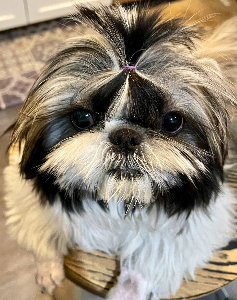 iankint's tweet photo. #pets #pet #dogs #petsoftweeter #dog  #canineintervention #animals #cute #princess #love #animals #shihtzu #of #puppy #dogstagram #animal #doglover #GodsPower #doglovers #dogoftheday #like4like #petlovers #doglife #mansbestfriend #puppylove #bhfyp #Babygirl #usa https://t.co/GHxMNvxlAQ