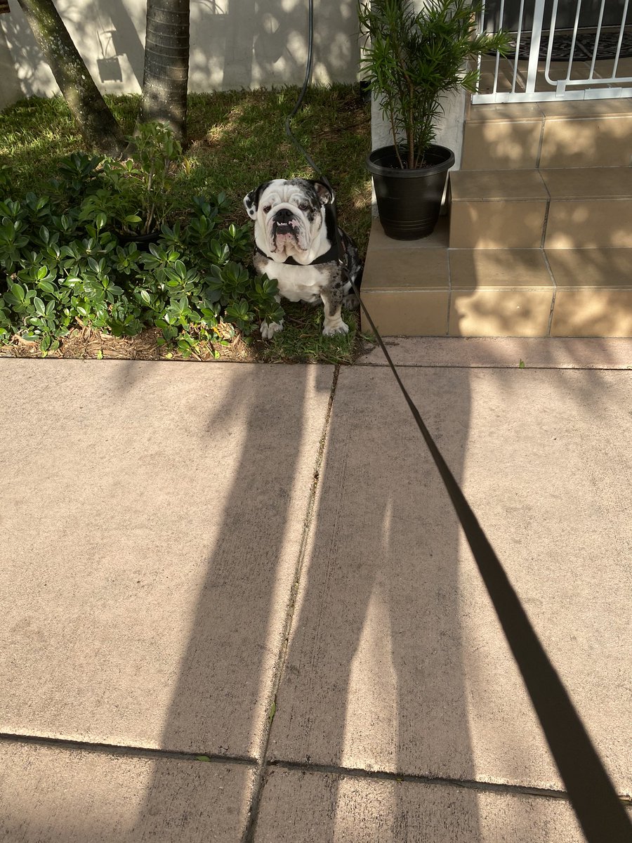 oreo_tux's tweet photo. Before my evening walk ...the shady spot seemed perfect. Didnβt really wanna go for a walk ...
.
.
.
#oreo #dog #DogsofTwittter #grumpy #nowalk #pleasemom https://t.co/JmBkv54pPK