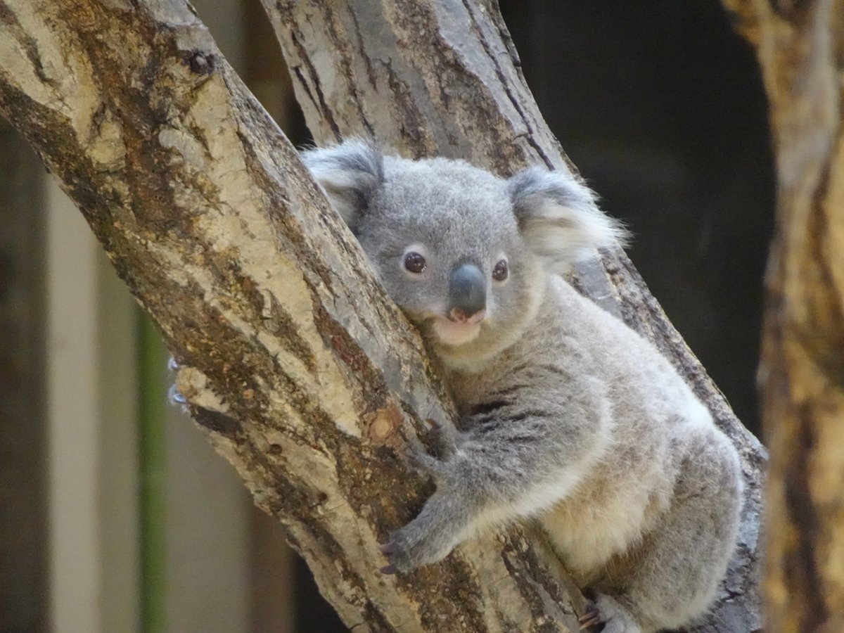 サトグラオンラインショップzoo キュートなワトル セレクション 東山動植物園 動物 コアラ ワトル 赤ちゃん かわいい もふもふ