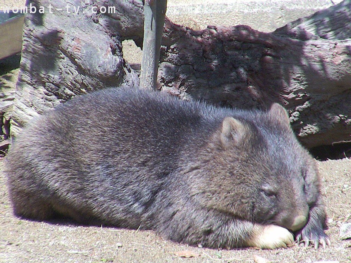 おにふすべ I Love All Wombats Tarunokasa Twitter