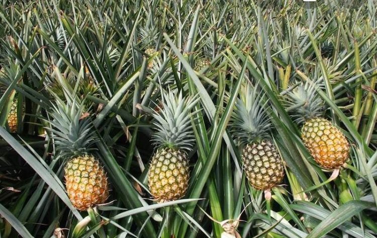 Pineapple farms looks like someone said they were a pineapple farmer and got caught in the lie so just started chucking pineapples on the grass