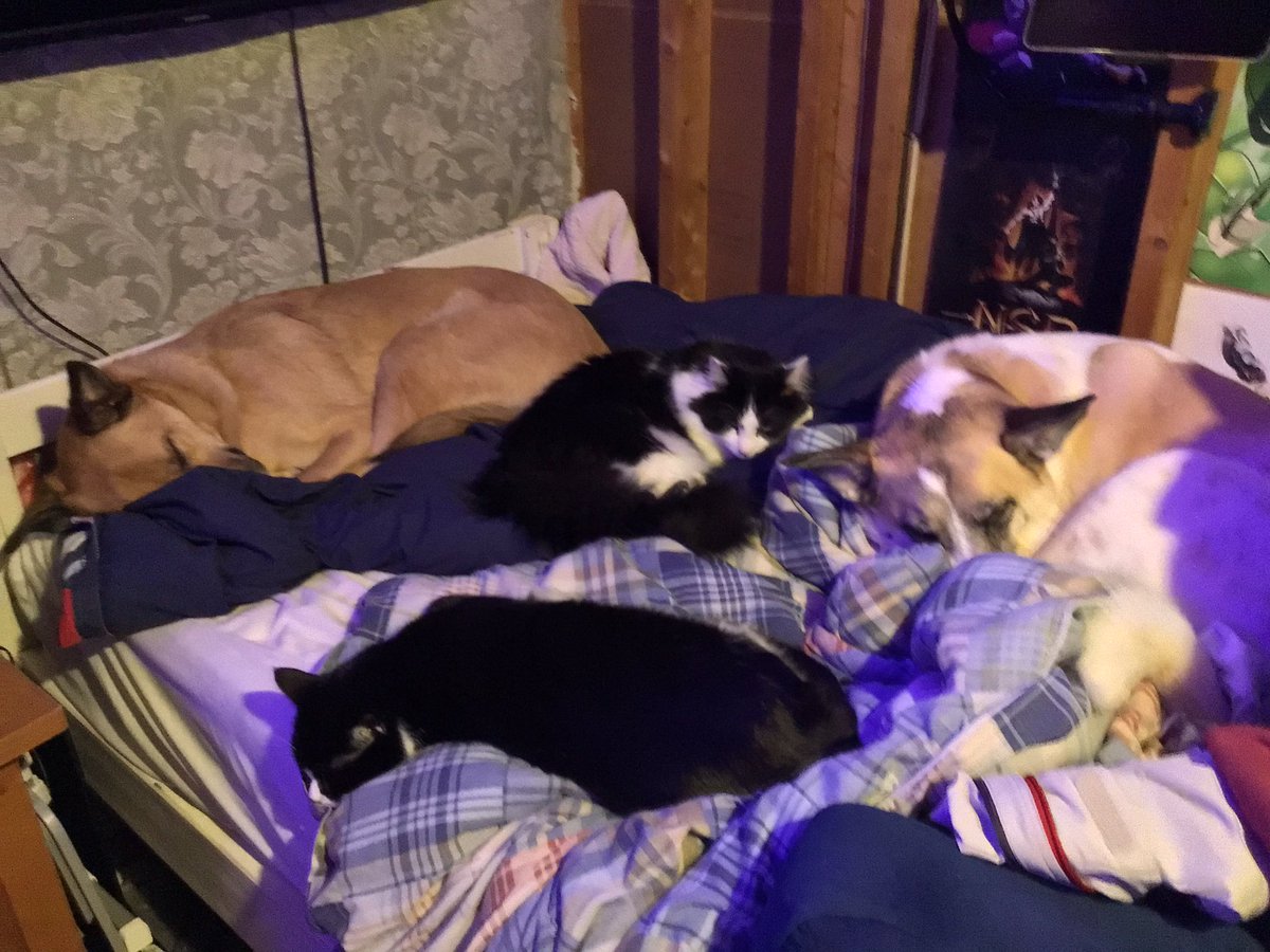 Penkenarts's tweet photo. So many animals on da bed https://t.co/PgNDJYwtll