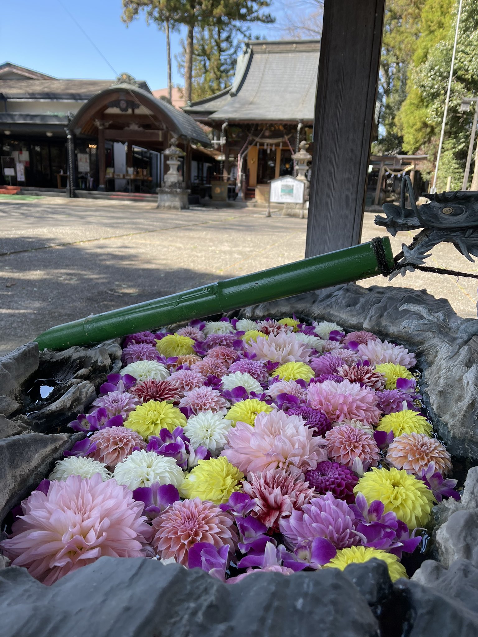 榛名神社 明日は例大祭 コロナ禍で縮小した形での斎行となりますが 手水舎を掃除して 花のチギラさんにお花を入れていただきました 例大祭 花手水 御朱印巡り 榛名神社 限定御朱印 群馬県観光 沼田市観光 T Co Smsyirco2m Twitter