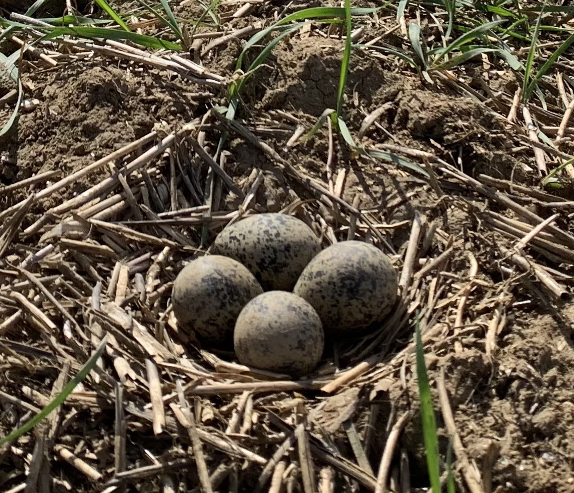 Over the last week we have been busy with spring rolling winter crops to improve tillering and pick/bury any surface stones. 

We try our best throughout spring work season to look out for young wildlife and animals that may be residing or nesting in the fields.
